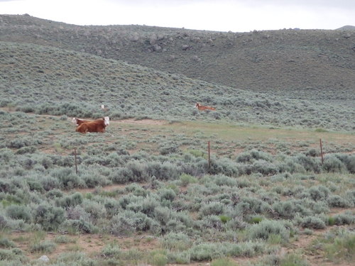 GDMBR: Cattle, just waiting.